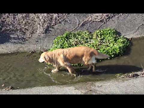 春が来た？画面の中では春の到来で水遊びのゴールデンレトリバー サムネイル