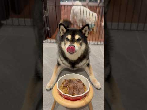 焼肉パーティー🎉#柴犬 サムネイル