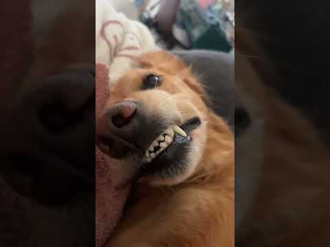 coming home to my golden retriever❤️india retreiver dog pup… サムネイル