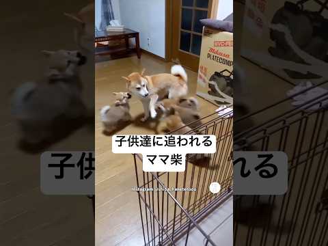 家族レース‼️子供達に追われるママ柴犬　柴犬　子犬　かわいい犬 犬のいる暮らし 癒し サムネイル