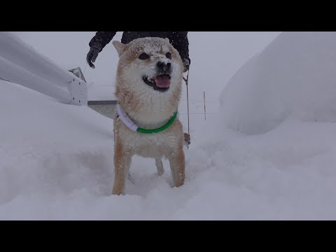 雪で外に出られない朝…柴犬の散歩に異変【最長寒波】 サムネイル