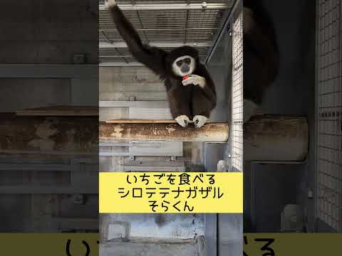 いちごを食べるシロテテナガザルのそらくん　東武動物公園 zoo 癒し 動物 動物園 animals かわいい いちご サムネイル
