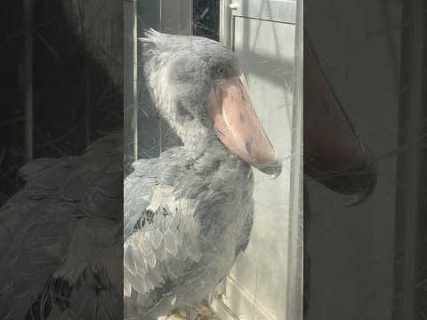 shorts ハシビロコウのハトゥーウェくん　近くにいた〜　上野動物園　2026年2月6日 サムネイル