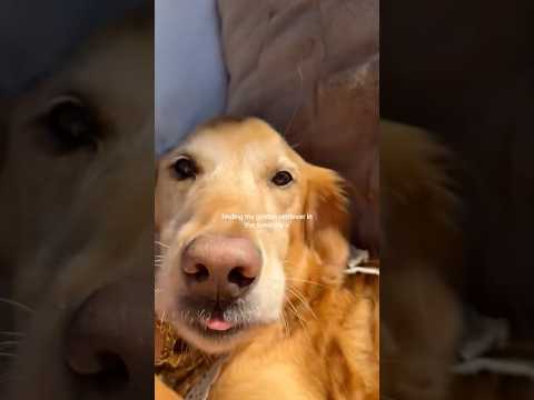 Come to my golden retriever 2026blonde goldenretreiver dogb… サムネイル