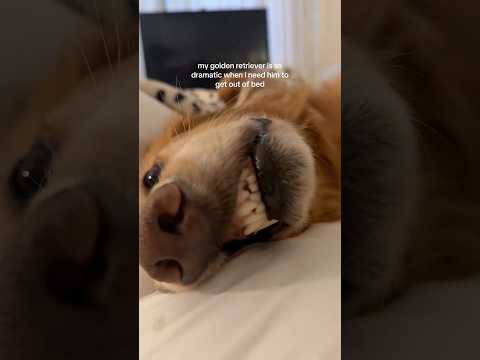 coming home to my golden retriever🥵goldenretreivers dog pup… サムネイル