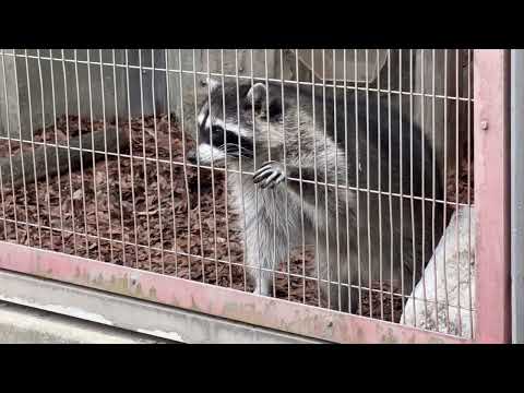 アライさん　東山動植物園にて　2026年3月13日 サムネイル