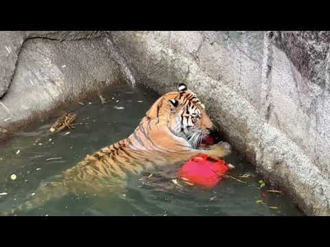 サーシャちゃん 往復泳げると思うケド一旦上がるこだわり🤭　アムールトラ　浜松市動物園にて　2026年4月5日 サムネイル