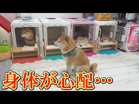 銅像のように動かない柴犬・・・シニア期を前に不安が募ります・・・ サムネイル