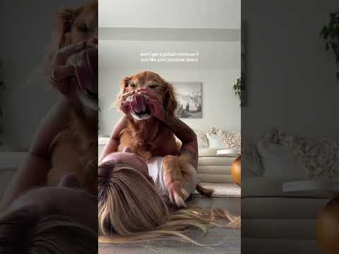 coming home to my golden retriever❤️india retreiver dog pup… サムネイル