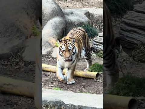 shorts サーシャちゃん　アムールトラ🐯　浜松市動物園IMG 8339 サムネイル