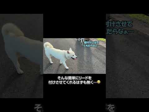 散歩中に迷子の犬と遭遇…柴犬姉妹と一緒に飼い主探しへ柴犬 shibainu 犬 いぬ 柴犬のいる暮らし サムネイル