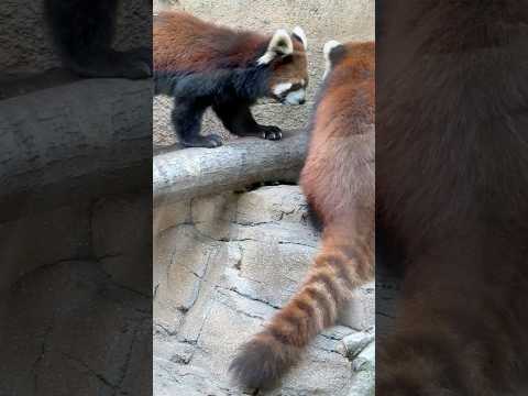 shorts その棒(葉を食べて後の竹)は危ないから止めなさいとでも言ってそうなグミママ　レッサーパンダ　那須どうぶつ… サムネイル