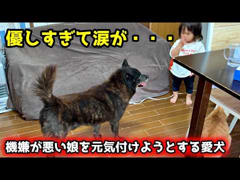 機嫌が悪い娘を心配して元気づけようとする愛犬が優しすぎました【甲斐犬の子育て奮闘記】 サムネイル
