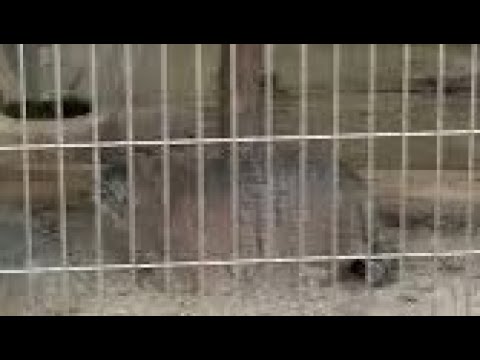 ミーニャちゃん！！　マヌルネコ　東山動植物園にて　2026年3月13日 サムネイル