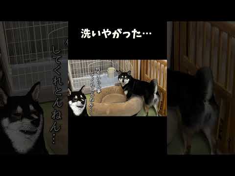 洗いやがった サムネイル