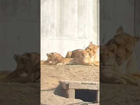 shorts シルク母さんとこどもたちとアース父さん　ライオン　のんほいパークにて　2026年2月13日 サムネイル