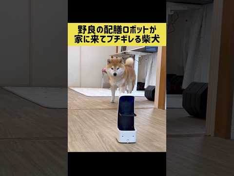 野良の配膳ロボットが家に来てブチギレる柴犬 shibainu 柴犬 shorts サムネイル