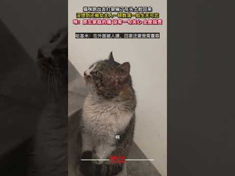 貓咪跑出去打架輸了灰頭土臉回來 沒想到還被女主人一頓數落一臉生無可戀 意外 萬萬沒想到 貓 萌寵 cat amazin… サムネイル