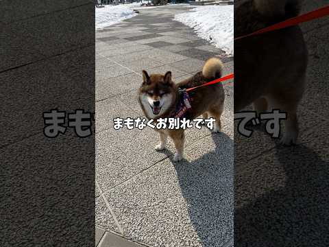 柴犬12歳が見せた最後？の勇姿 サムネイル