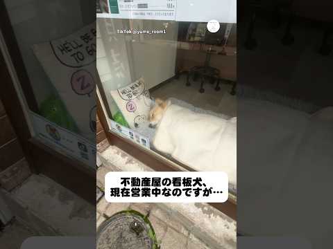 まさかの爆睡中。不動産屋の看板犬　　看板犬　犬　いぬ　かわいい犬 面白い サムネイル