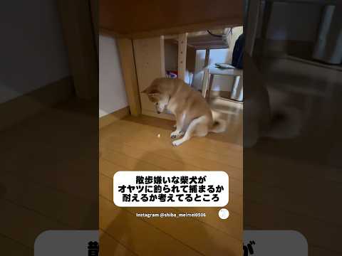 散歩嫌いな柴犬、オヤツを前に本気で葛藤する　　柴犬　犬　拒否柴　犬のいる暮らし 面白い