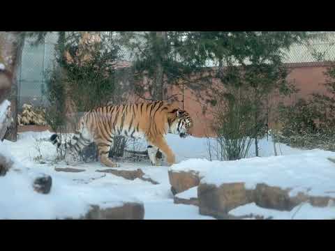 おはよう令くん　アムールトラ　那須どうぶつ王国にて　2026年1月30日