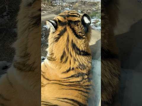 shorts アムールトラ🐯の令くん　こっち向いて〜　那須どうぶつ王国　2026年1月12日 サムネイル
