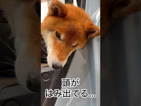 ’26.8.31 力丸の朝と夕… 柴犬 柴犬のいる暮らし 柴犬の日常 shibainu 車中泊犬 カメラ目線 力丸