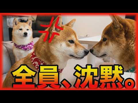 リーダー犬の逆鱗に触れた末っ子柴犬。家族全員が凍りつきました・・・
