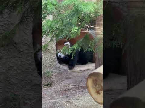 shorts グミママの居る上まで行きたいモナカちゃん　レッサーパンダ　那須どうぶつ王国にて　2026年1月2日 サムネイル