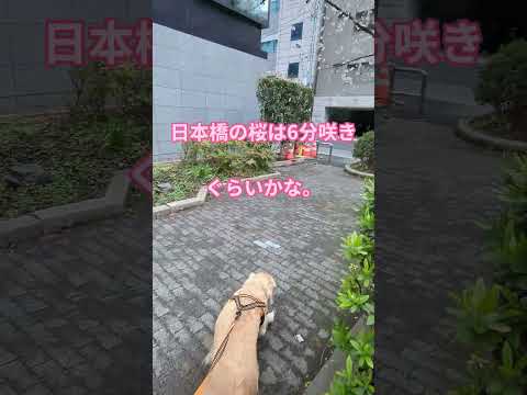 大型犬が綺麗な桜より気になるのは！ ゴールデンレトリバー 大型犬のいる生活 goldenretriever サムネイル