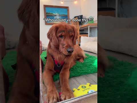 Never mess with a golden retriever.. サムネイル