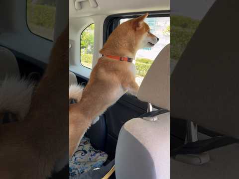 柴犬とん君、千葉県千葉市「稲毛海浜公園」に行ってきたよ！　柴犬　柴犬とん サムネイル