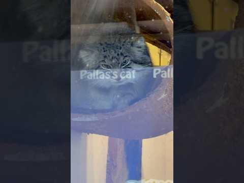 shorts ロータスくんは既に おやすみ💤準備中〜　マヌルネコ　埼玉県こども動物自然公園にて　2026年5月31日 サムネイル