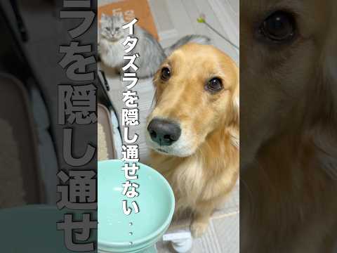 イタズラを隠しきれず動揺する犬...【ゴールデンレトリバー・ボーダーコリー】shorts サムネイル