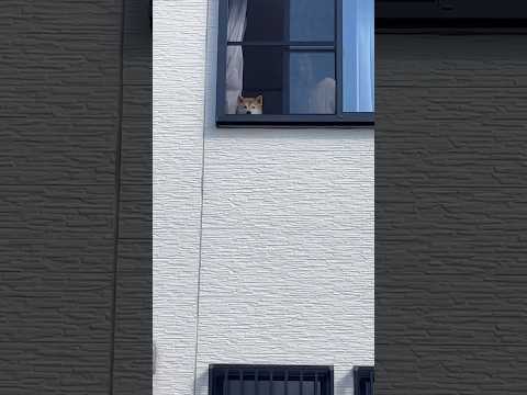 柴犬福 外眺めてた柴犬🤣Shiba-Look🤣shorts japanesedog 柴犬 shibainu funny… サムネイル