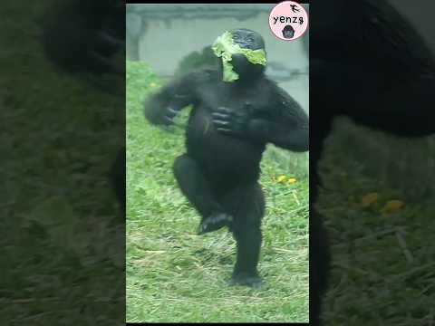 cute gorilla 🥬😋 gorillatag 金剛猩猩 taipeizoo cuteanimals shorts サムネイル