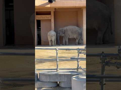 #shorts ゾウのうららちゃんとさくらちゃん　東山動植物園　2025年12月12日 サムネイル
