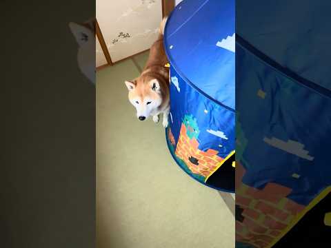 柴犬福 自分の部屋が移動されてて不思議そうな柴犬🤣Shiba-Room🤣#shorts #funny #funnydo… サムネイル