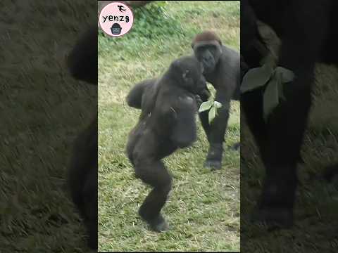 cute Ringo🤣 gorilla babygorilla cuteanimals 金剛猩猩 taipeizoo… サムネイル