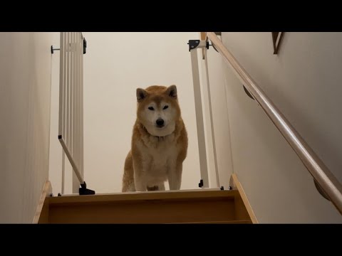 柴犬福 兄を出迎える時の柴犬、柵開いてた時ver.🤣Brother and Shiba Inu🤣 サムネイル