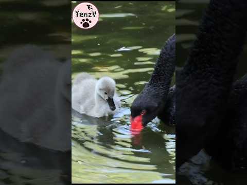 黑天鵝寶寶「搶食」好可愛😆 baby black swan cuteanimals taipeizoo 台北市立動物園… サムネイル