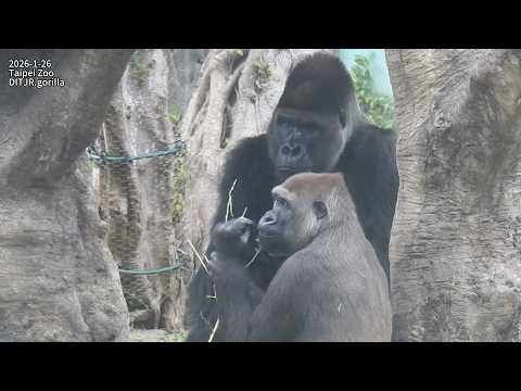 Gorilla D'jeeco family 吃午餐/ Tayari Jabali Ringo 邊吃邊玩。追逐。搥胸。… サムネイル