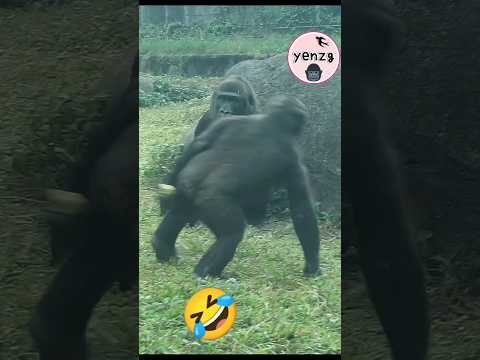 Ringo 拿著玉米在媽媽面前跑過 gorilla gorillatag taipeizoo 台北市立動物園 shor…