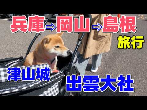 【柴犬小夏】愛犬と行く！兵庫⇨岡山⇨島根旅行　津山城・出雲大社など サムネイル