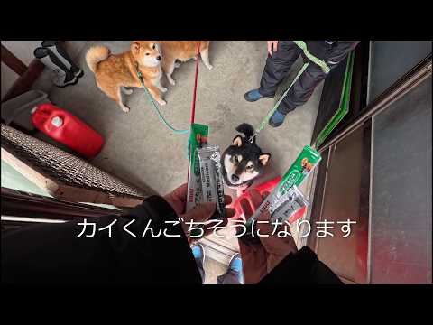 2026年3月14日(土) ハッピーホワイトデー！【本日、散歩係バースデー】 サムネイル