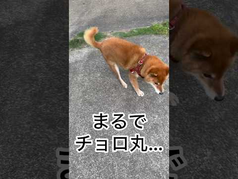 ’26.4.17 力丸はチョロQ？ 柴犬 shibainu 柴犬のいる暮らし 柴犬の日常 遊ぶ犬 力丸 サムネイル