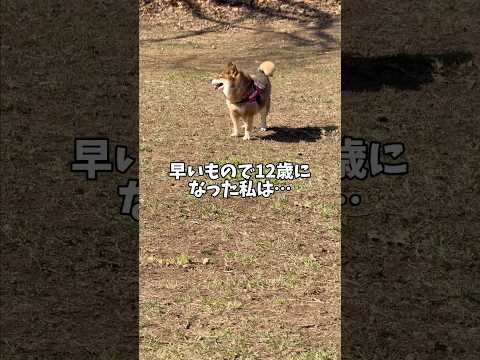 柴犬🐕はシニアになっても忘れない胸に響くあの音を… サムネイル