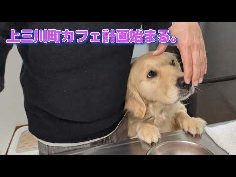 上三川町しらさぎ2丁目プロジェクトが動き出した日。ゴールデンレトリバーティト サムネイル