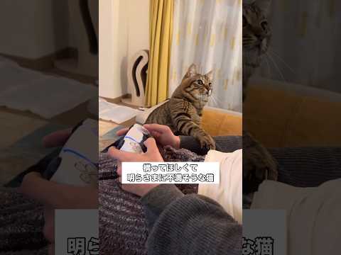 抱っこしてくださいの圧が強すぎてゲームどころじゃない キジトラ 抱っこ 猫 子猫 サムネイル